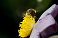 _DSC0303 copy
